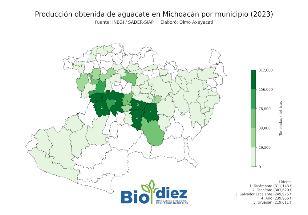 Mapa de la producción obtenida de aguacate en Michoacán por municipio